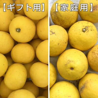 【高知県 大月町産】コーラルフルーツ農場のギフト用 小夏(3kg)