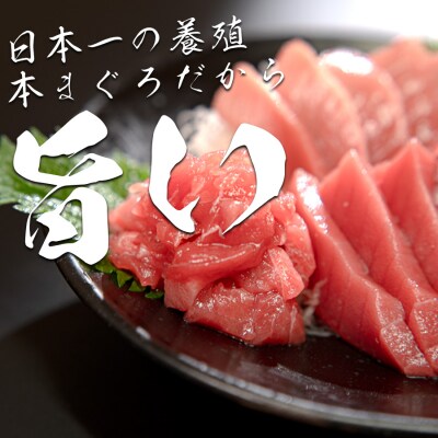 【高知県産 養殖本マグロ】 1kg 3種(中トロ300g 赤身450g ブツ切り300g)