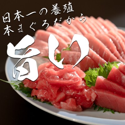 【高知県産 養殖本マグロ】4種 1.8kg(大トロ300g 中トロ・赤身450g ブツ切り600g)