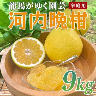 河内晩柑 9kg (M～5L) 【家庭用】 大容量 ばんかん バンカン 晩柑 夏文旦 みかん 柑橘