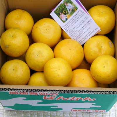 河内晩柑 9kg (M～5L) 【家庭用】 大容量 ばんかん バンカン 晩柑 夏文旦 みかん 柑橘