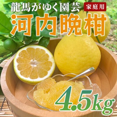 河内晩柑 4.5kg (M～5L) 【家庭用】 ばんかん 晩柑 バンカン 夏文旦 みかん 柑橘