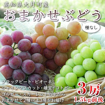 【2026年8・9月発送予定】ぶどう 種なし おまかせ 3房 (1.5kg) シャインマスカット