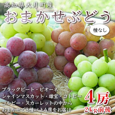【2026年8・9月発送予定】ぶどう 種なし おまかせ 4房 (2kg) シャインマスカット 贈答