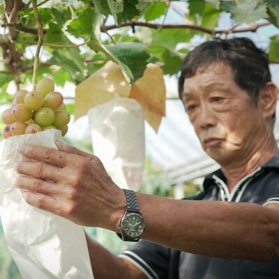 【2026年8・9月発送予定】ぶどう 種なし おまかせ 4房 (2kg) シャインマスカット 贈答
