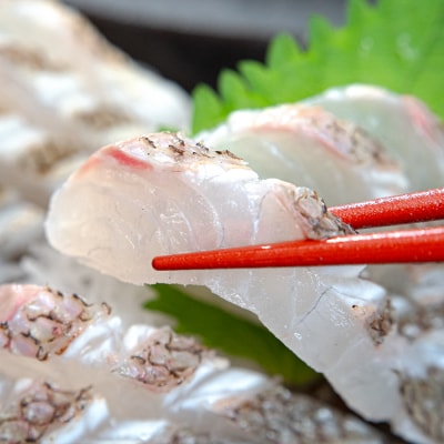 真鯛フィーレ(皮つき×2)計500〜740g 冷蔵 真空 柏島 活〆 湯引き・炙り向け 配達日指定可