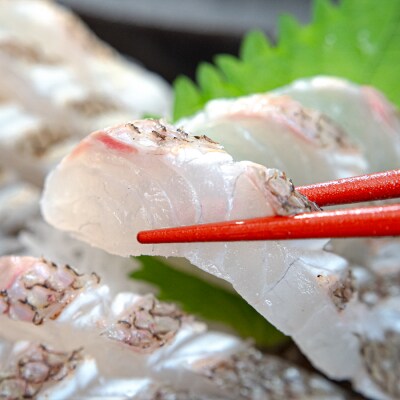 朝獲れ 真鯛 フィーレ 皮付き 500g以上 刺身 冷蔵 養殖 たい タイ マダイ セ
