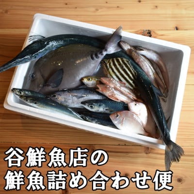 高知県産 鮮魚 詰め合わせ便 4kg  谷鮮魚食堂 刺し身 煮付け 内臓処理済み 産地直送 生魚 