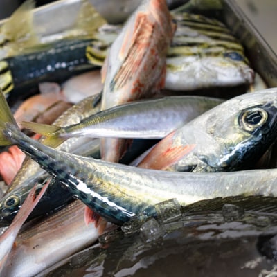 高知県産 鮮魚 詰め合わせ便 4kg  谷鮮魚食堂 刺し身 煮付け 内臓処理済み 産地直送 生魚 