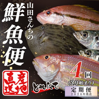 【定期便4回】山田さんちの鮮魚便(3月始まり)