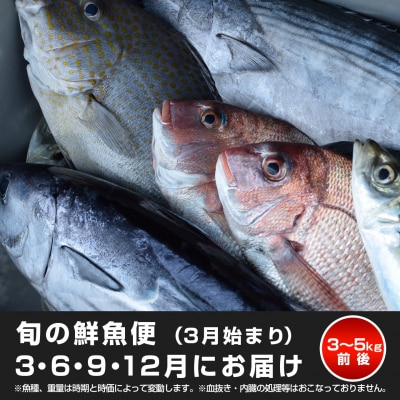 【定期便4回】山田さんちの鮮魚便(3月始まり)