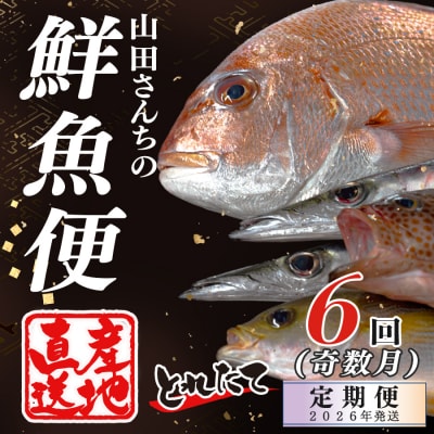 【定期便6回】山田さんちの鮮魚便(奇数月)