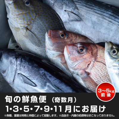 【定期便6回】山田さんちの鮮魚便(奇数月)