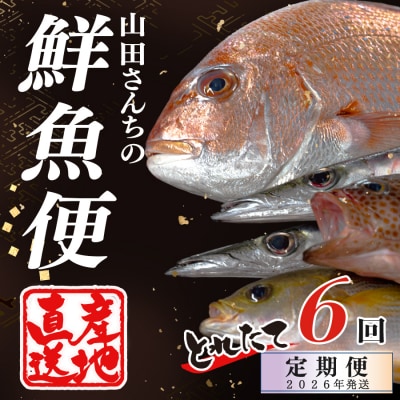 【定期便6回】山田さんちの鮮魚便(偶数月)