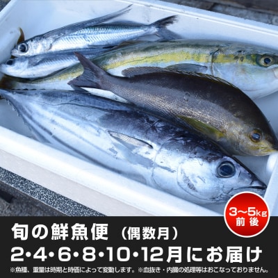 【定期便6回】山田さんちの鮮魚便(偶数月)
