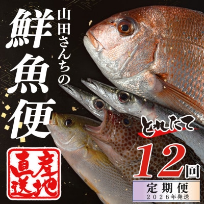 【定期便12回】山田さんちの鮮魚便