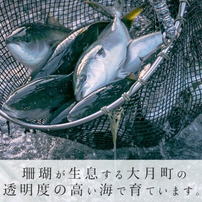【高知県 大月町産】うみのファームぶり(柵2本セット)