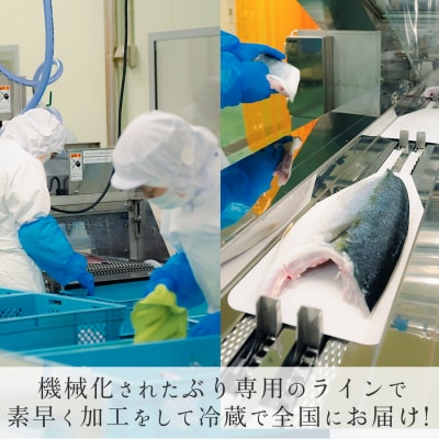 【国産】養殖ぶり 2柵セット ロイン 新鮮 ブリ 鰤 刺身 産地直送 冷蔵 寿司 ぶりしゃぶ