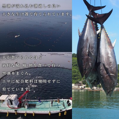 【3回お届け】黒潮本マグロ トロ好きのためのトロセット!