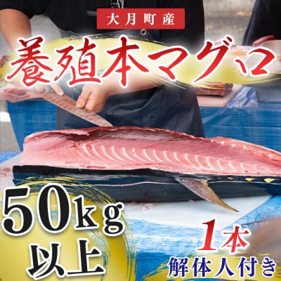 特大 国産 養殖 本マグロ 解体人付き 50kg以上 一本丸ごと 刺身 300人前 まぐろ 出張対応