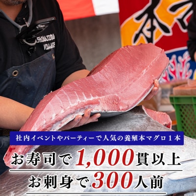 特大 国産 養殖 本マグロ 解体人付き 50kg以上 一本丸ごと 刺身 300人前 まぐろ 出張対応