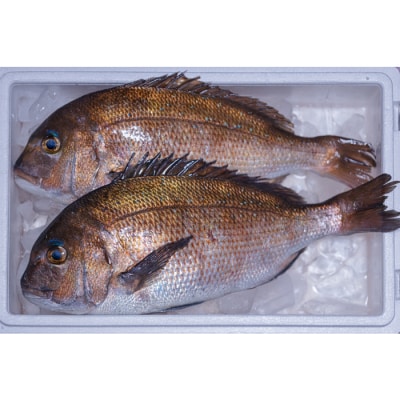 【谷鮮魚食堂】真鯛の漬け丼の素　5パック