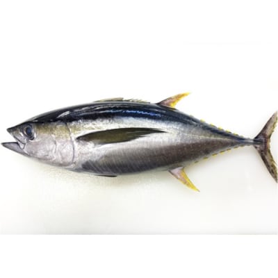 天然 キハダマグロ 赤身 柵 約1kg (2～4柵) 刺身 海鮮 簡単調理 大容量  鮮度抜群