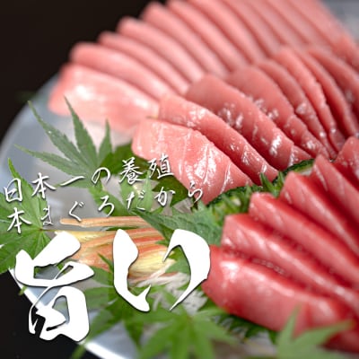 【高知県大月町産 本マグロ】 大トロ・中トロ・赤身750g