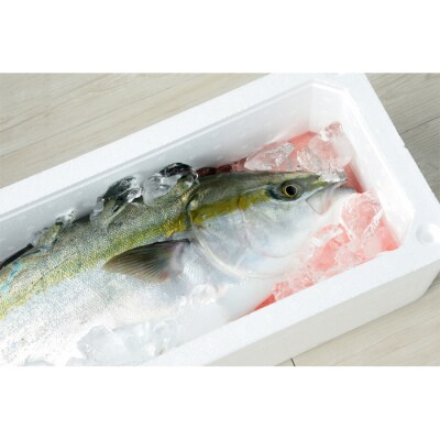 【高知県 大月町産】新鮮な春の味覚!天然ブリ1本(5～8kg)