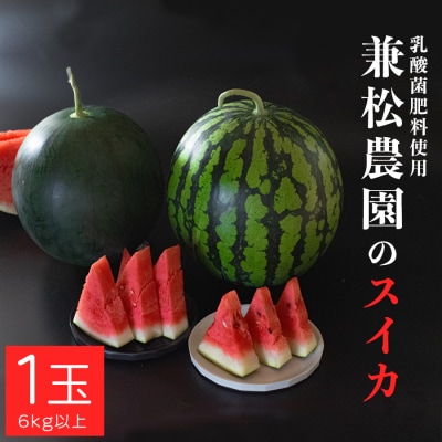朝採れ すいか 1玉 大玉スイカ (6kg以上) 【先行予約 7月中旬頃より発送】 甘い 果物 野菜