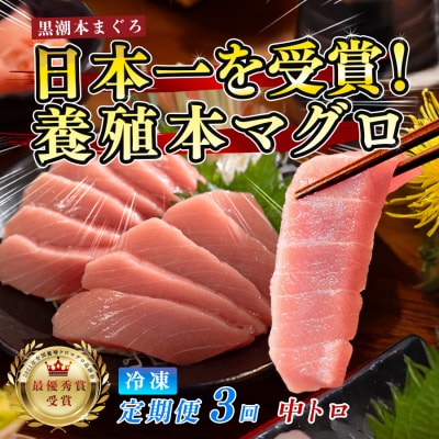 訳あり 不定貫 国産 まぐろ マグロ 本鮪 黒潮 中トロ 定期便 3回 120g × 3回 刺身