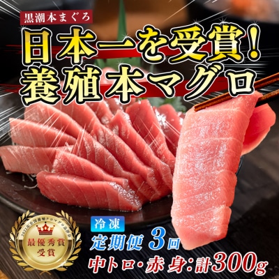 まぐろ マグロ 本鮪 黒潮本まぐろ 中トロ 赤身 定期便 3回 計300g × 3回 刺身 柵 冷凍