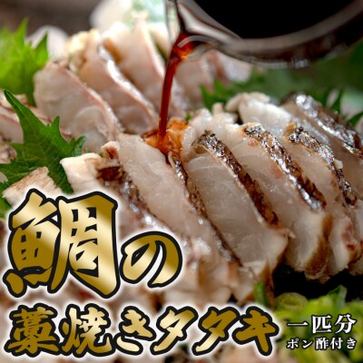 鯛の藁焼きタタキ 1匹分 460g以上 真鯛 鯛 タイ 刺身 ぽん酢付 配達日指定可 高知県大月町