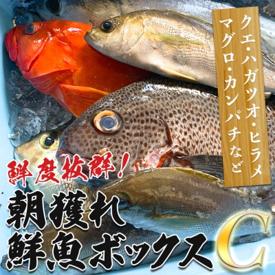 鮮度抜群 朝獲れ鮮魚ボックスC 3kg以上 高級魚 冷蔵 当日仕入れ 当日発送 刺身 高知県 大月町
