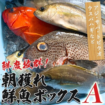 鮮度抜群 朝獲れ鮮魚ボックスA 3kg以上 冷蔵 当日仕入れ 当日発送 刺身 高知県 大月町