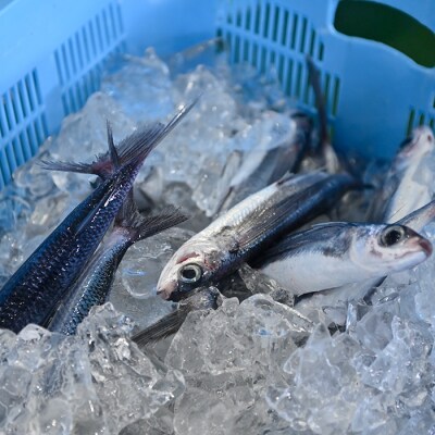鮮度抜群 朝獲れ鮮魚ボックスA 3kg以上 冷蔵 当日仕入れ 当日発送 刺身 高知県 大月町