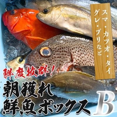 鮮度抜群 朝獲れ鮮魚ボックスB 3kg以上 冷蔵 当日仕入れ 当日発送 刺身 高知県 大月町