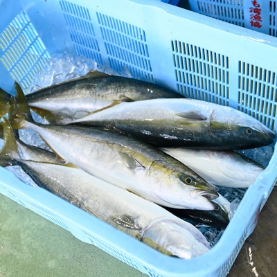鮮度抜群 朝獲れ鮮魚ボックスB 3kg以上 冷蔵 当日仕入れ 当日発送 刺身 高知県 大月町