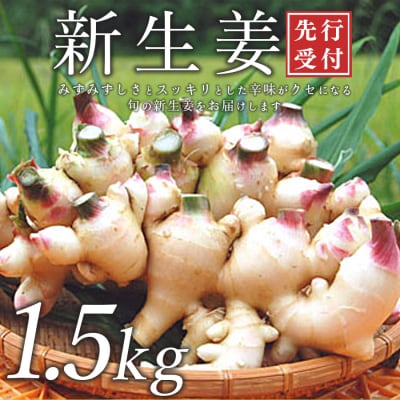 新生姜 1.5kg前後 しょうが 生姜 期間限定 旬野菜 薬味 穫れたて 産地直送 ジンジャー 新鮮