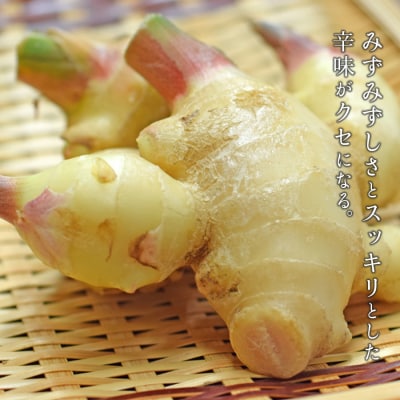 新生姜 1.5kg前後 しょうが 生姜 期間限定 旬野菜 薬味 穫れたて 産地直送 ジンジャー 新鮮