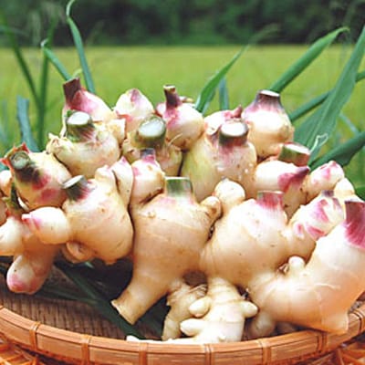 新生姜 1.5kg前後 しょうが 生姜 期間限定 旬野菜 薬味 穫れたて 産地直送 ジンジャー 新鮮