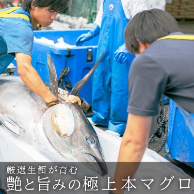 【高知県 大月町産】うみのファーム　お刺身用本まぐろ赤身300g
