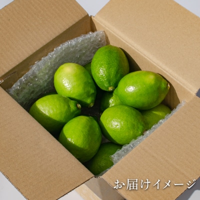 国産 グリーンレモン 1.2kg ハウス栽培 レモン 柑橘 香り 爽やか レモンサワー レモネード