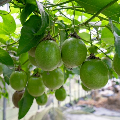 パッションフルーツ 10個 栽培期間中農薬不使用  有機肥料 南国フルーツ トロピカルフルーツ