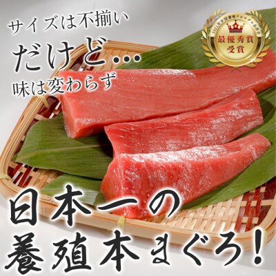 【訳アリ】養殖本マグロ 赤身 300g 黒潮本まぐろ 刺身用 小分け柵 最優秀賞受賞 高知県大月町