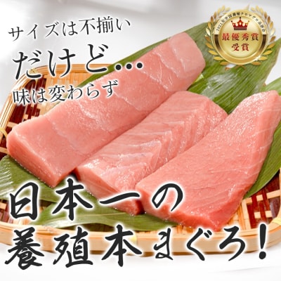 【訳アリ】養殖本マグロ 中トロ 300g 黒潮本まぐろ 刺身用 小分け柵 最優秀賞受賞 高知県大月町