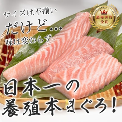 【訳アリ】養殖本マグロ 大トロ 140g 黒潮本まぐろ 刺身用 小分け柵 最優秀賞受賞 高知県大月町