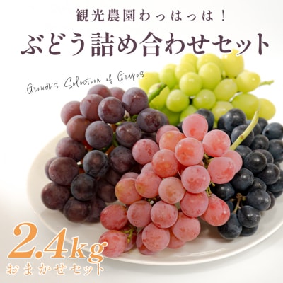 おまかせぶどう 詰め合わせ 2.4kg 4房以上 朝採れ ブドウ マスカット 果物 フルーツ 冷蔵