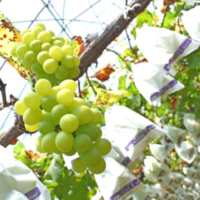 おまかせぶどう 詰め合わせ 2.4kg 4房以上 朝採れ ブドウ マスカット 果物 フルーツ 冷蔵