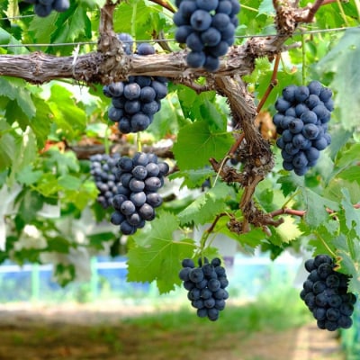 おまかせぶどう 詰め合わせ 2.4kg 4房以上 朝採れ ブドウ マスカット 果物 フルーツ 冷蔵